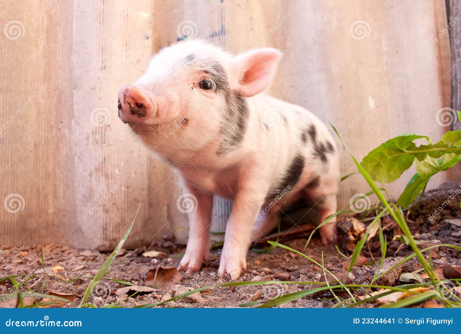 close-up of a cute muddy piglet