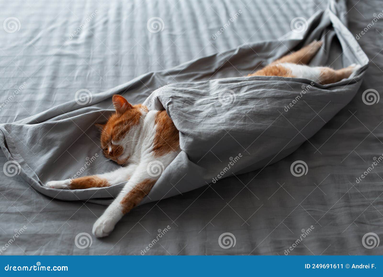 Closeup of Cute Redwhite Cat Lying on Bed Under Grey Blanket. Stock