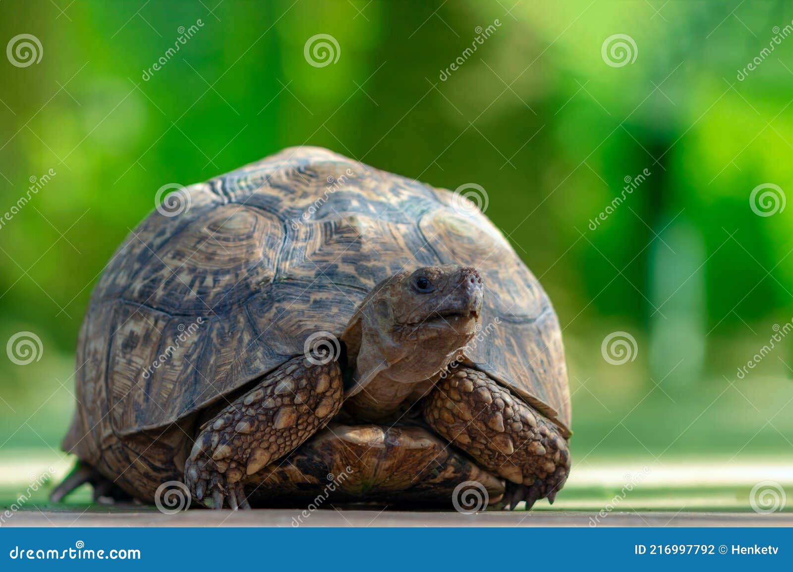 Close Up of a Cute Turtle Lying in the Green Grass Stock Photo - Image ...