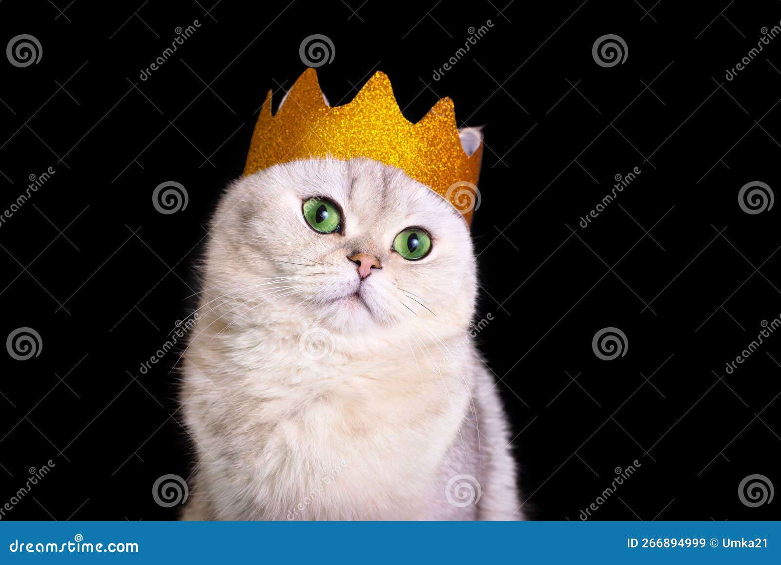 a close-up of a cute white royal cat in a golden crown, sitting on black background