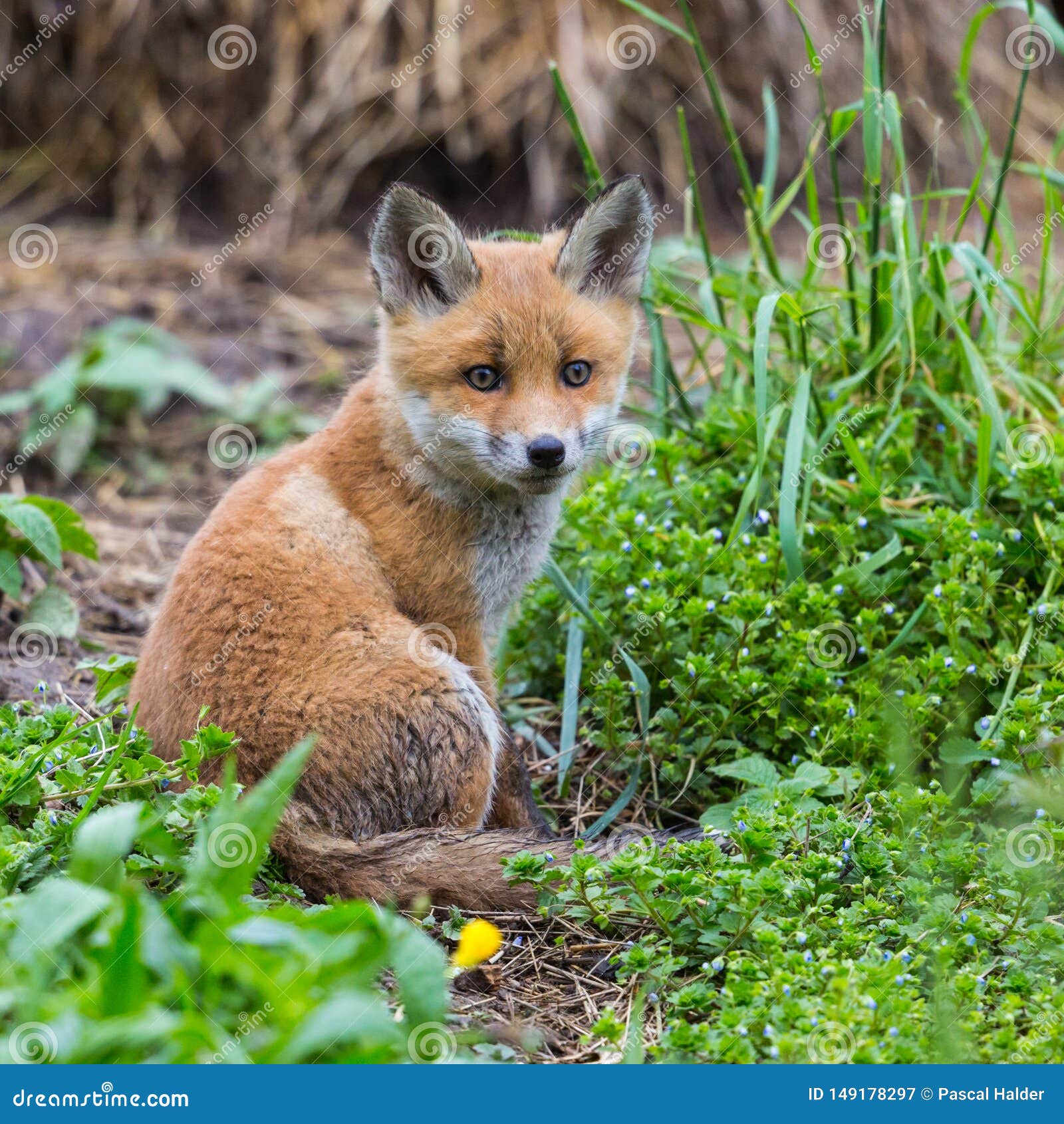 cute baby red foxes