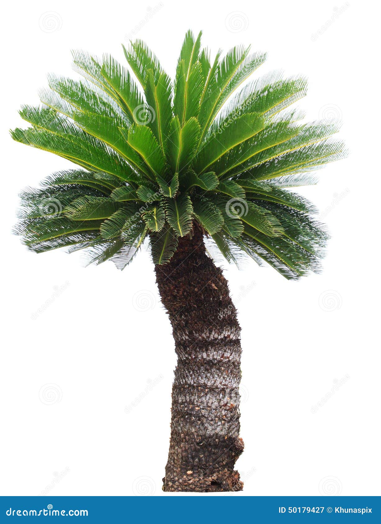 close up cycad palm tree  on white background usefor gar
