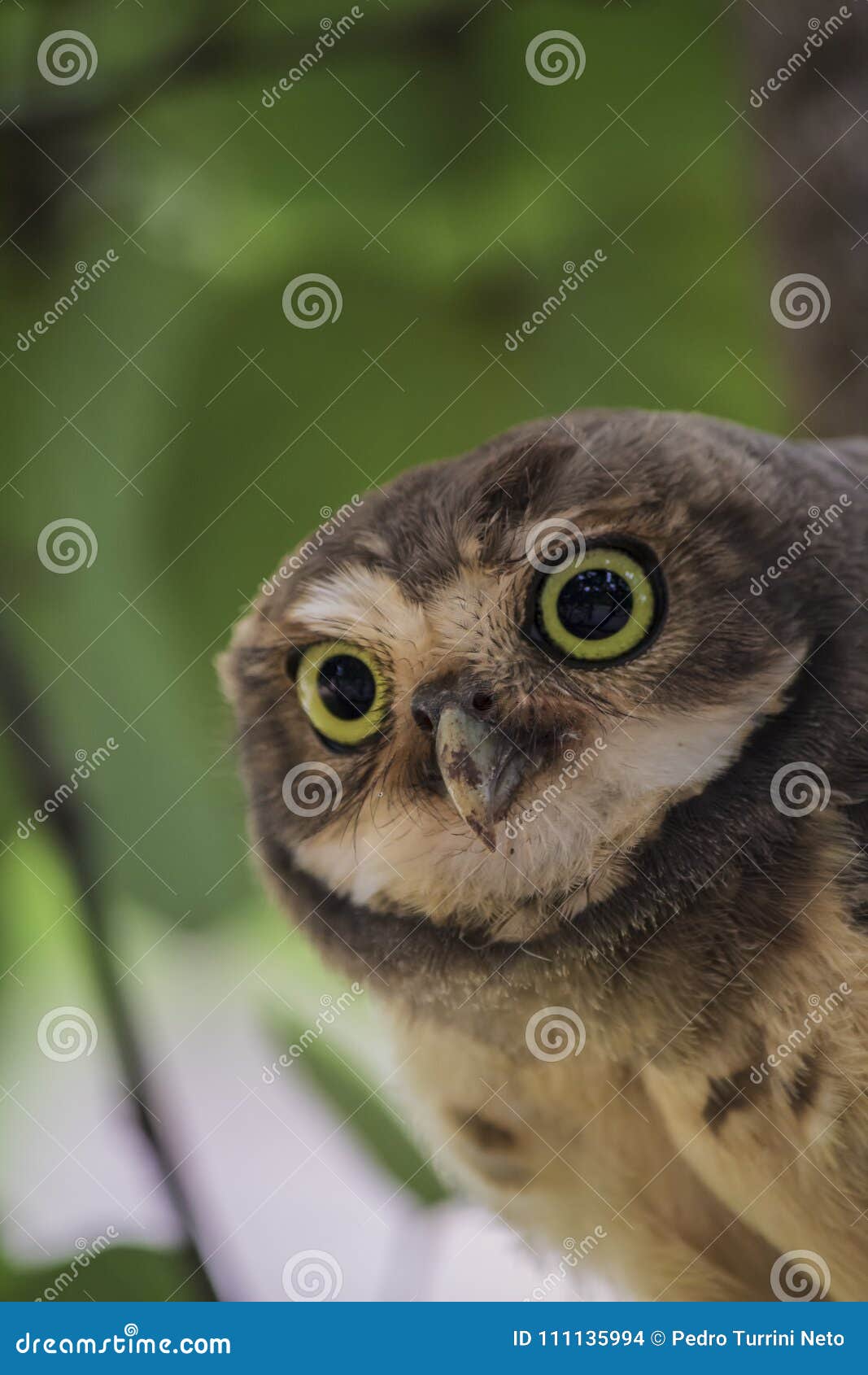 Close Up Da Cara Da Coruja Do Cunicularia Do Athene Foto De Stock Imagem De Coruja Ssaro 111135994