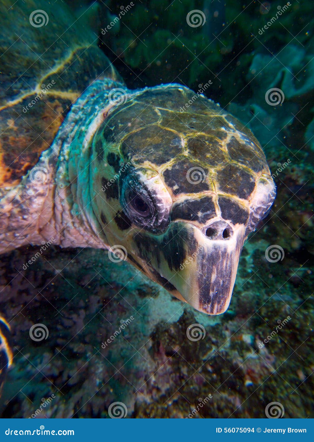 Close Up Da Cara De Tartaruga De Mar Do Hawksbill Foto De Stock Imagem De Scuba Criticamente 56075094