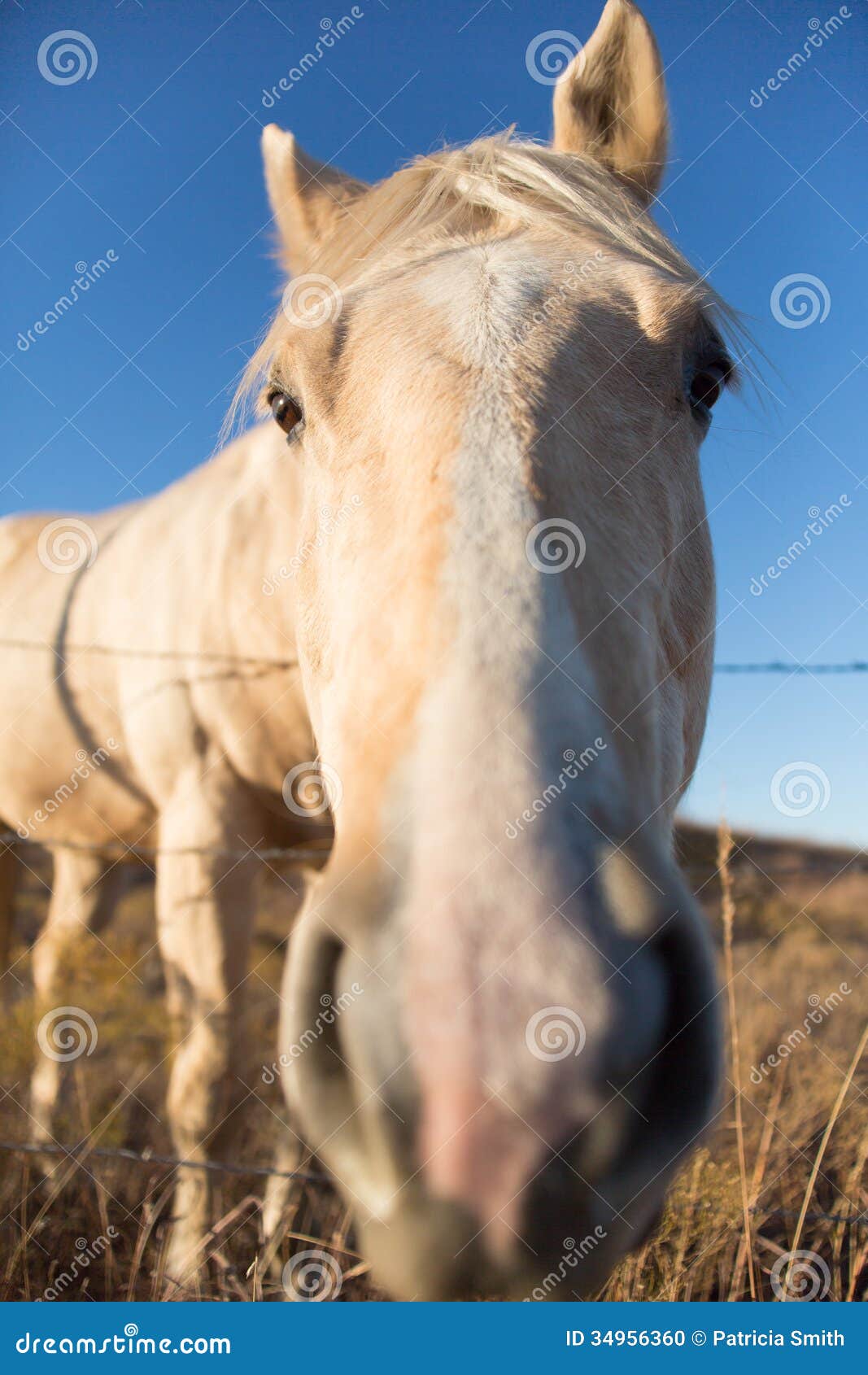 Close up da cara do cavalo foto de stock. Imagem de pasto - 34956360