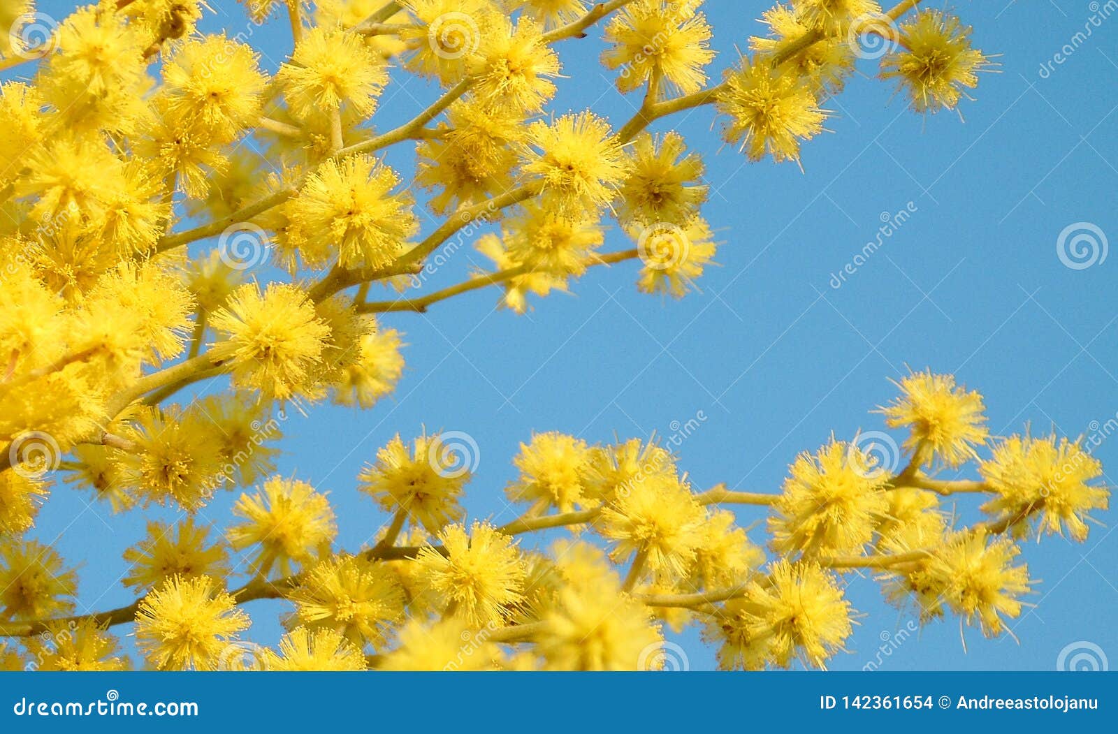 Close Up Da Flor Da Mimosa, Flor Amarela Para O Dia Das Mulheres, Planta No  Fundo Do Céu Foto de Stock - Imagem de pouco, bonito: 142361654
