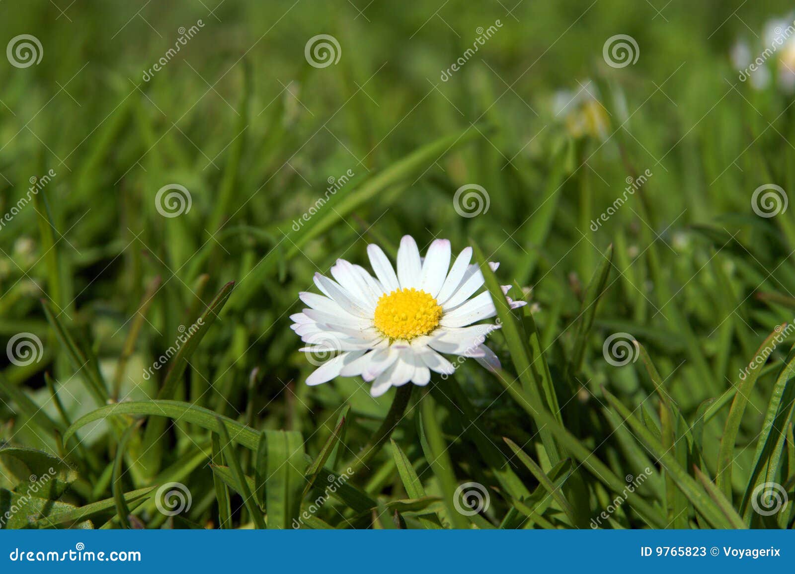 Closeup of Daisy Flower Growing in Grass Stock Image Image of nature