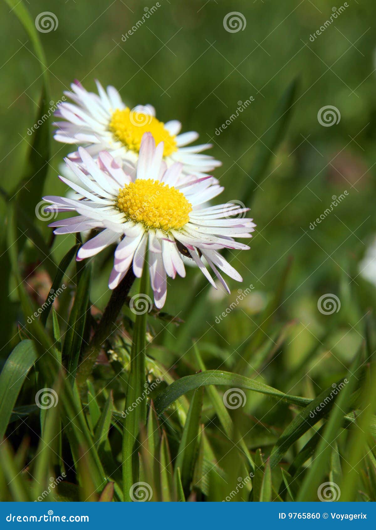 Closeup of Daisy Flower Growing in Grass Stock Photo Image of