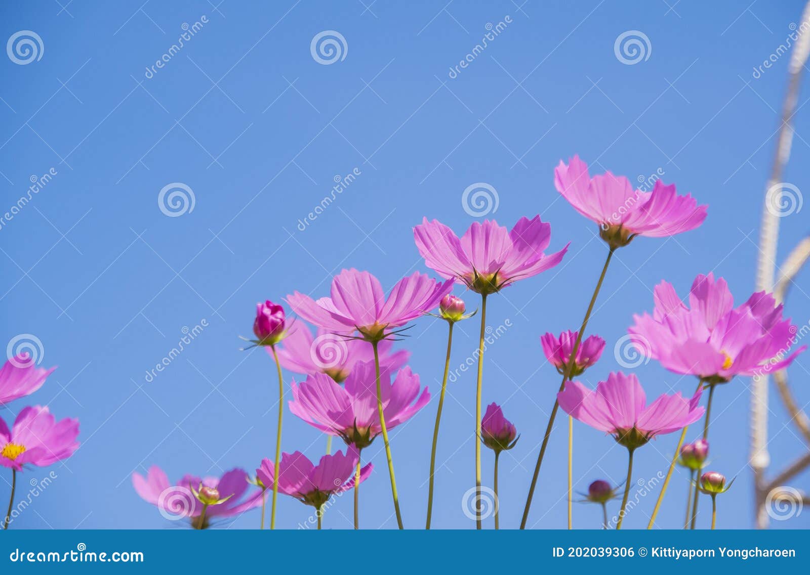 Close Up of Daisy Garden with Blue Sky Background Stock Photo Image of colorful, blossom