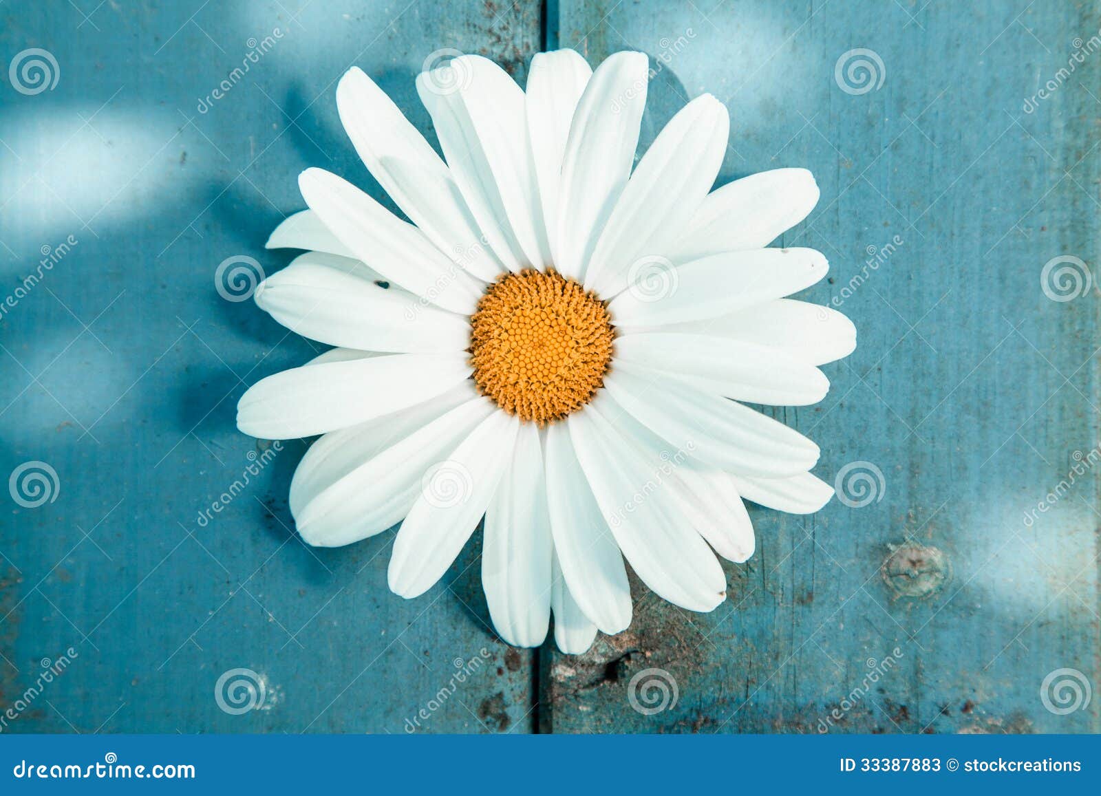 Closeup of a Daisy, Symbol of Innocence Stock Image Image of odor
