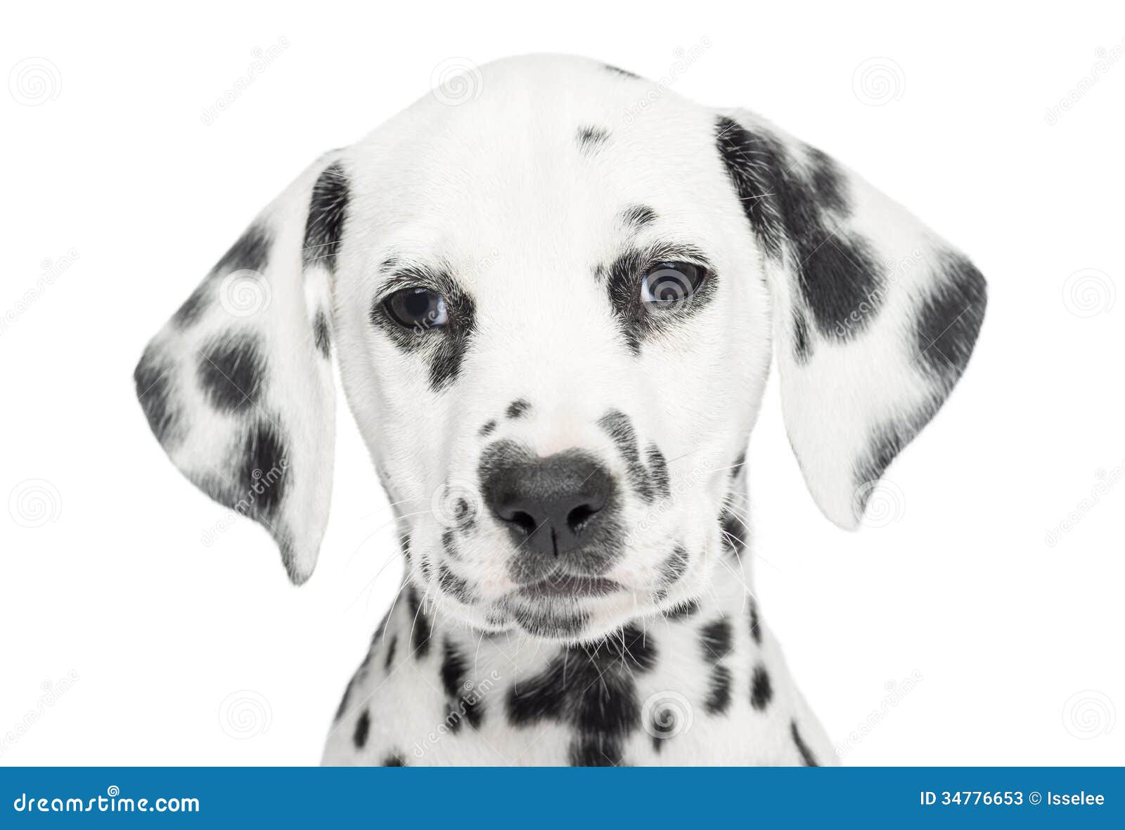 Close-up of a Dalmatian puppy, looking at the camera, isolated on white