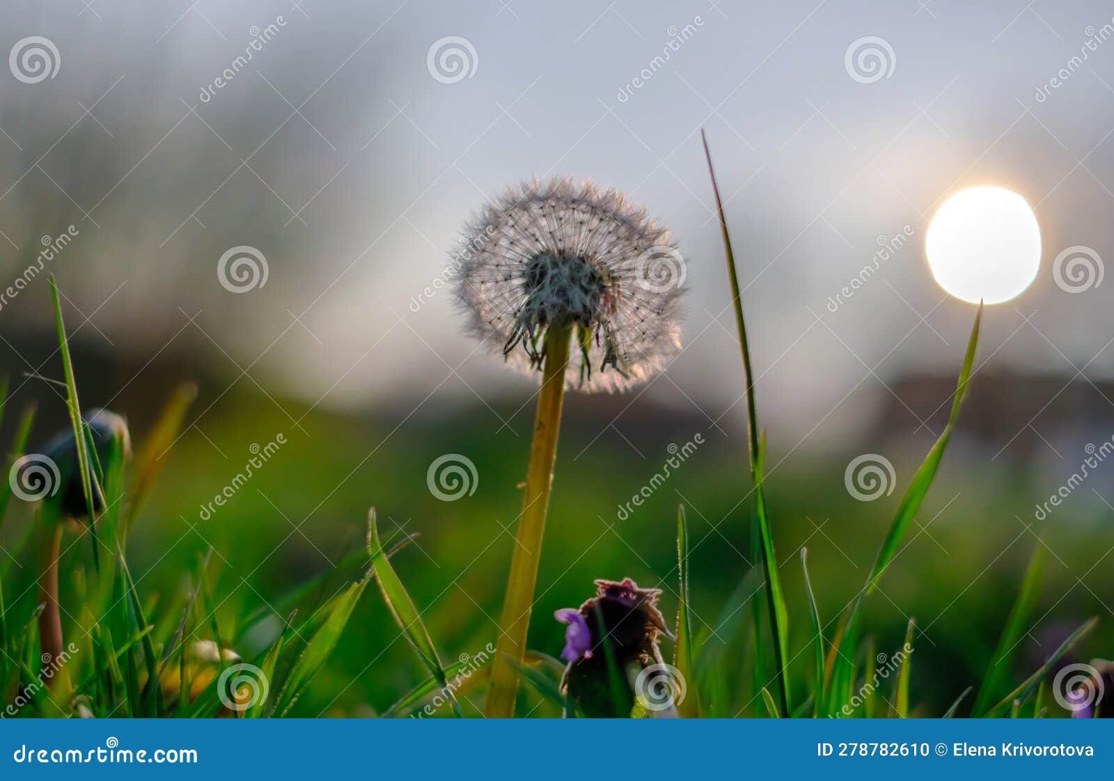 close-up of a dandelion, dandelion white flowers in green grass with sun disk behind
