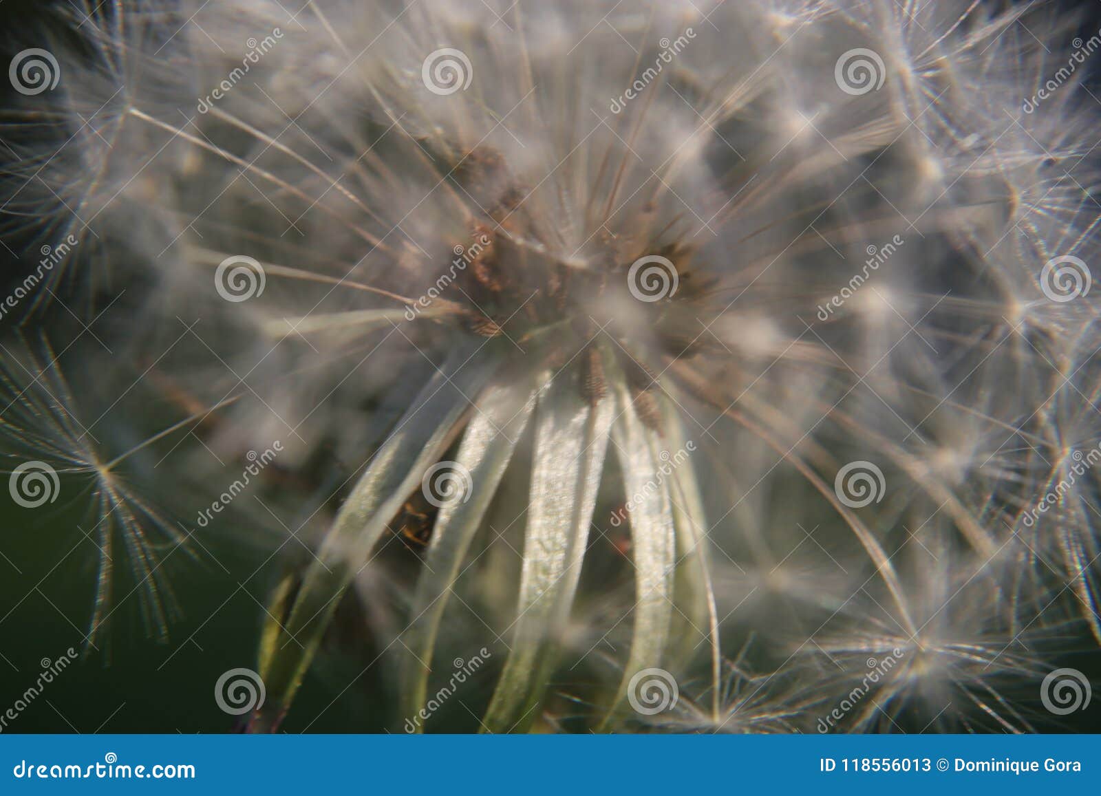 close up of dandelion seed head stock image image of beauty