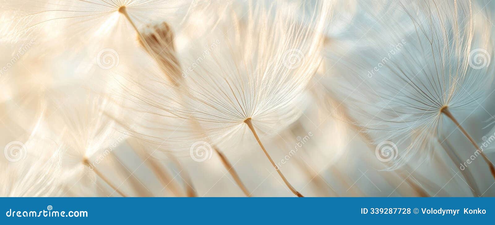 close-up of dandelion seeds with delicate fibers in soft light, nature concept