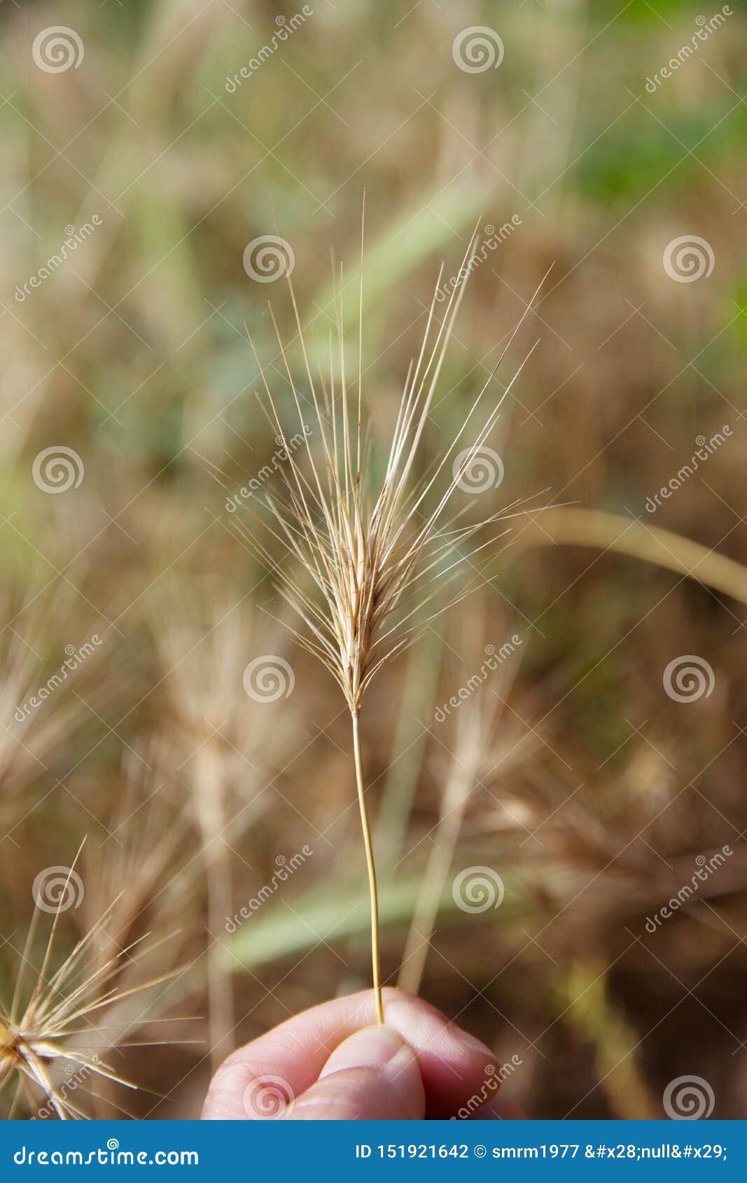 CLOSEUP DANGER GRASS SEEDS for DOGS on SUMMER or SPRING CONCEPT Stock