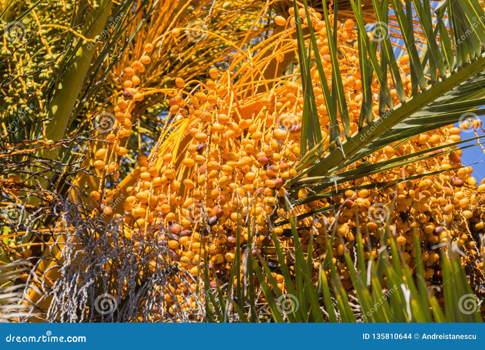 Close Up of Date Palm Tree, California Stock Photo Image of needle