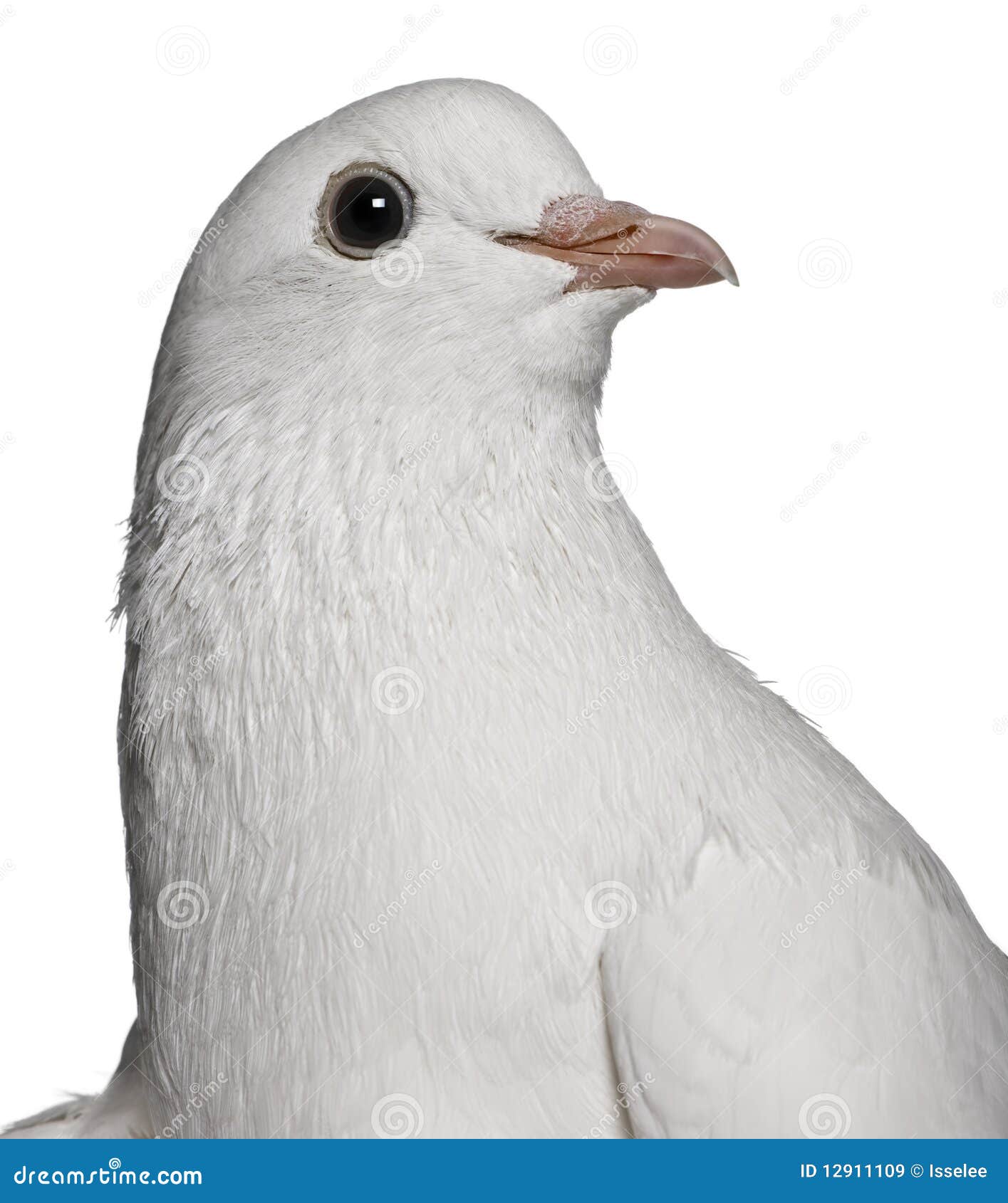 Pombo foto de stock. Imagem de branco, pena, beleza, pombo - 14491924