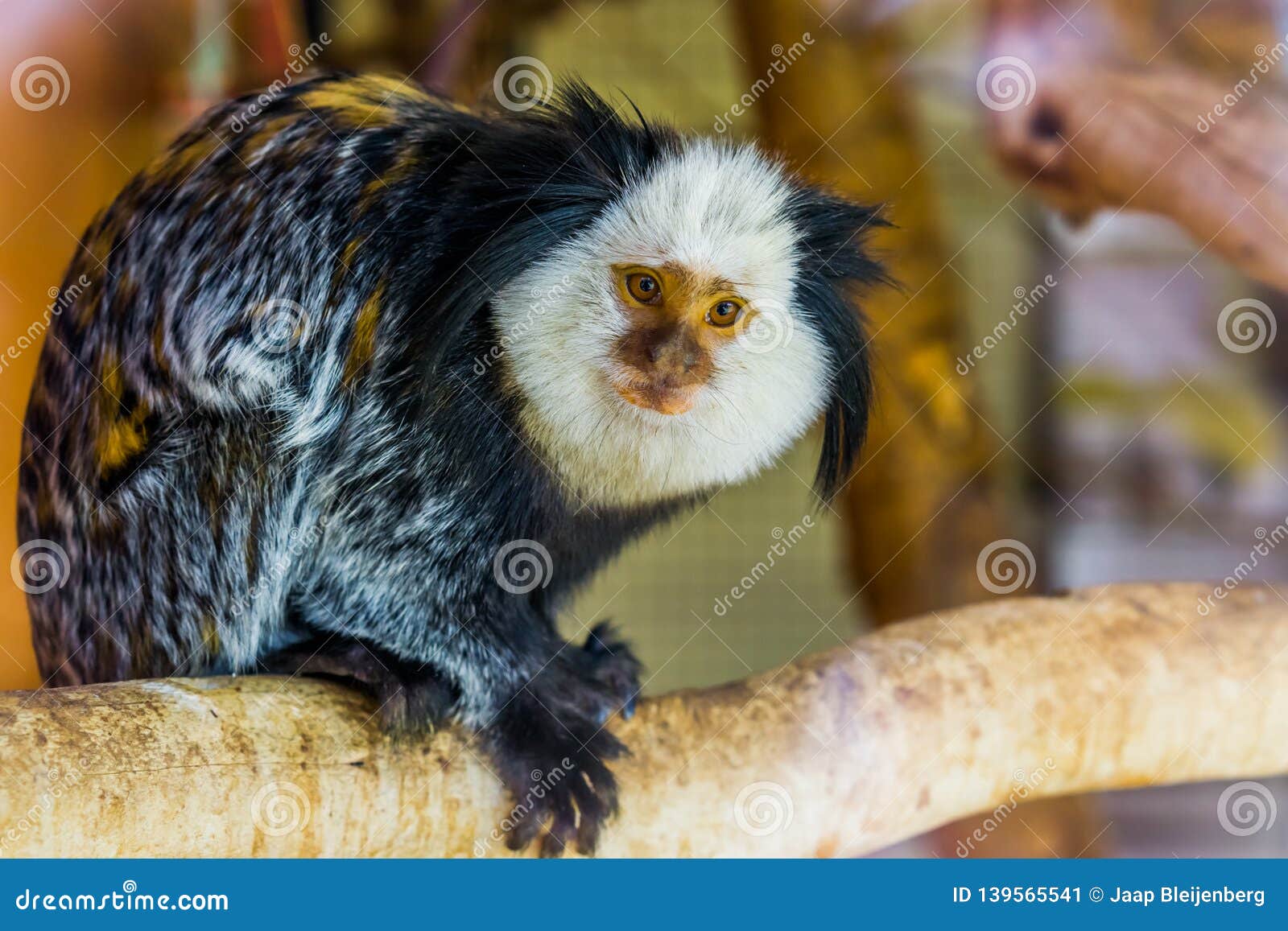 Macaco Sagui - Jaraguá do Sul 