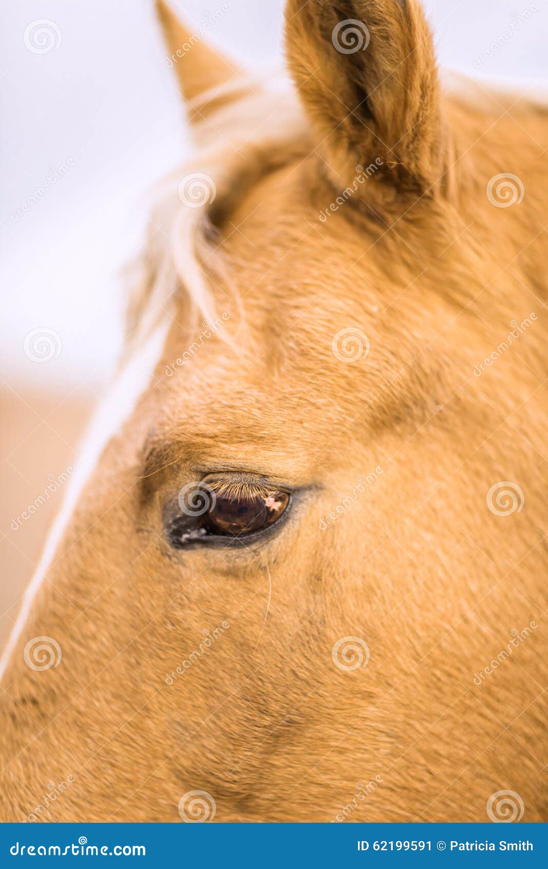 Close up da cara do cavalo foto de stock. Imagem de pasto - 34956360