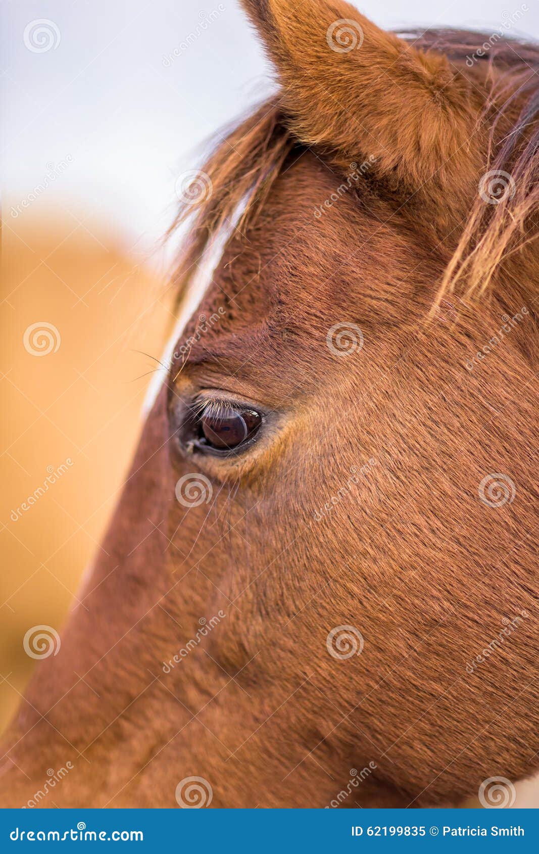 Fotos de Cara de cavalo, Imagens de Cara de cavalo sem royalties