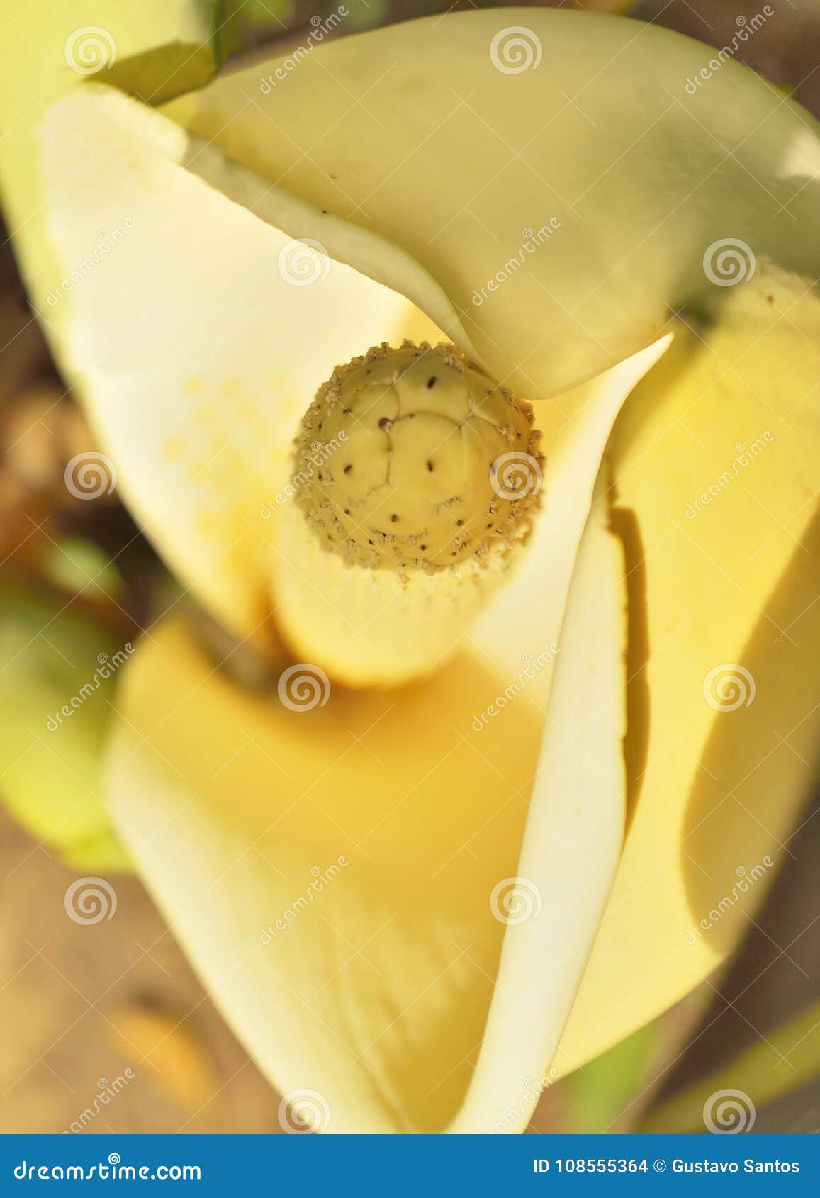 Close Up De Uma Flor Gigante Do Antúrio Foto de Stock - Imagem de flor,  nave: 108555364