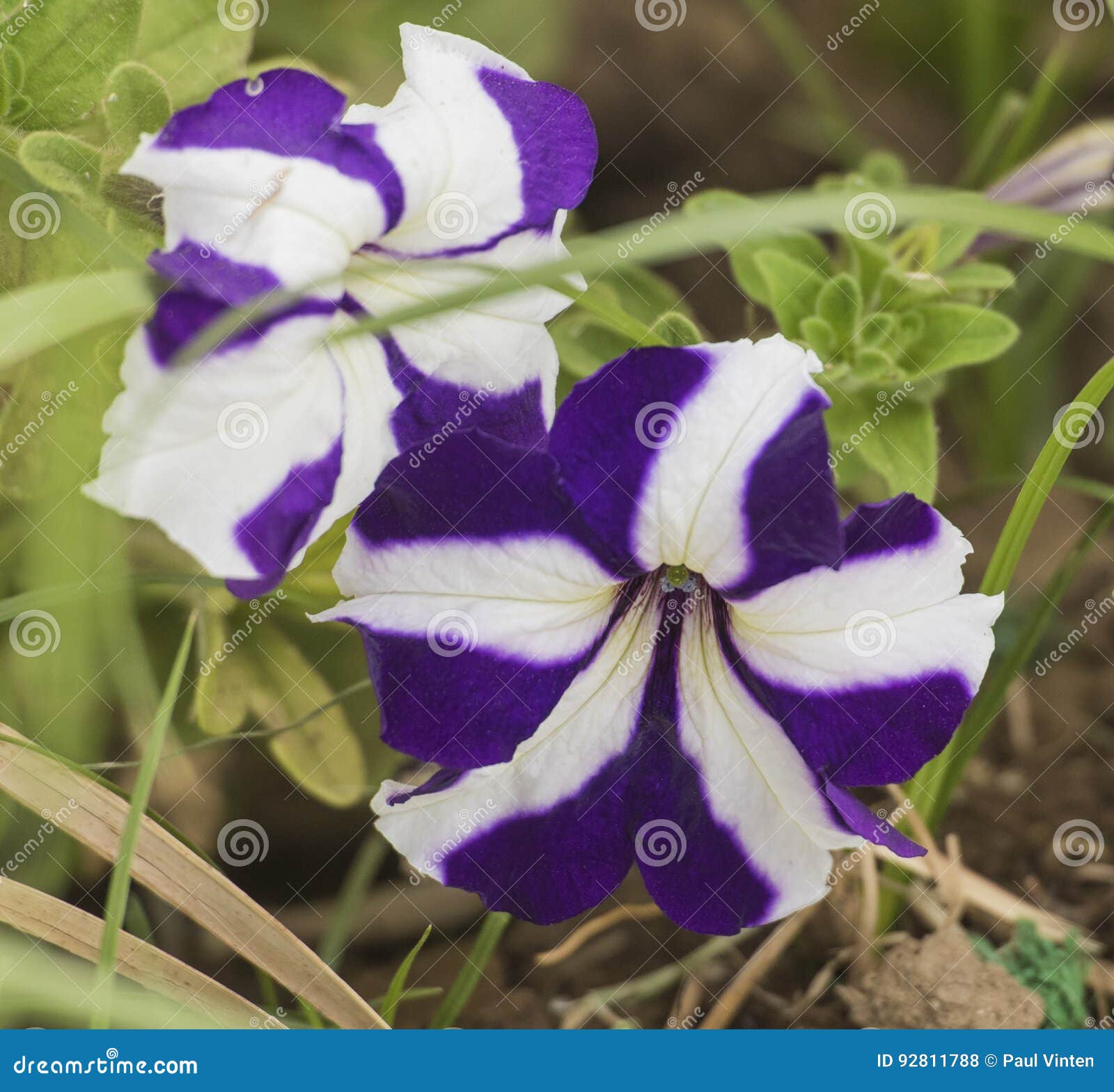 Close Up De Uma Flor Roxa E Branca Do Amor Perfeito Foto de Stock - Imagem  de folha, verde: 92811788