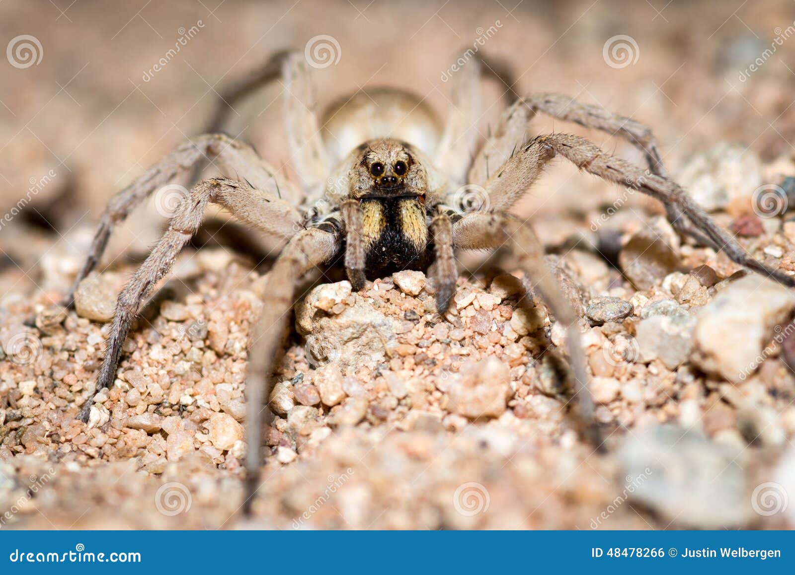 Close-up De Uma Lobo-aranha Em Austrália Central Foto de Stock - Imagem de  lobo, palavra: 48478266