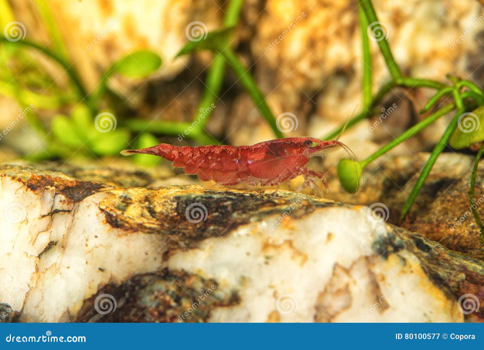 Close up de água doce do camarão disparado no aquário (gênero Neocaridina). O close up de água doce vermelho do camarão disparou no aquário (gênero Neocaridina)