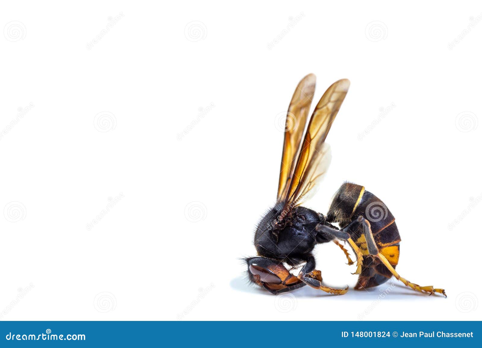 close up of dead asian hornet-poisonous venom animal colony.