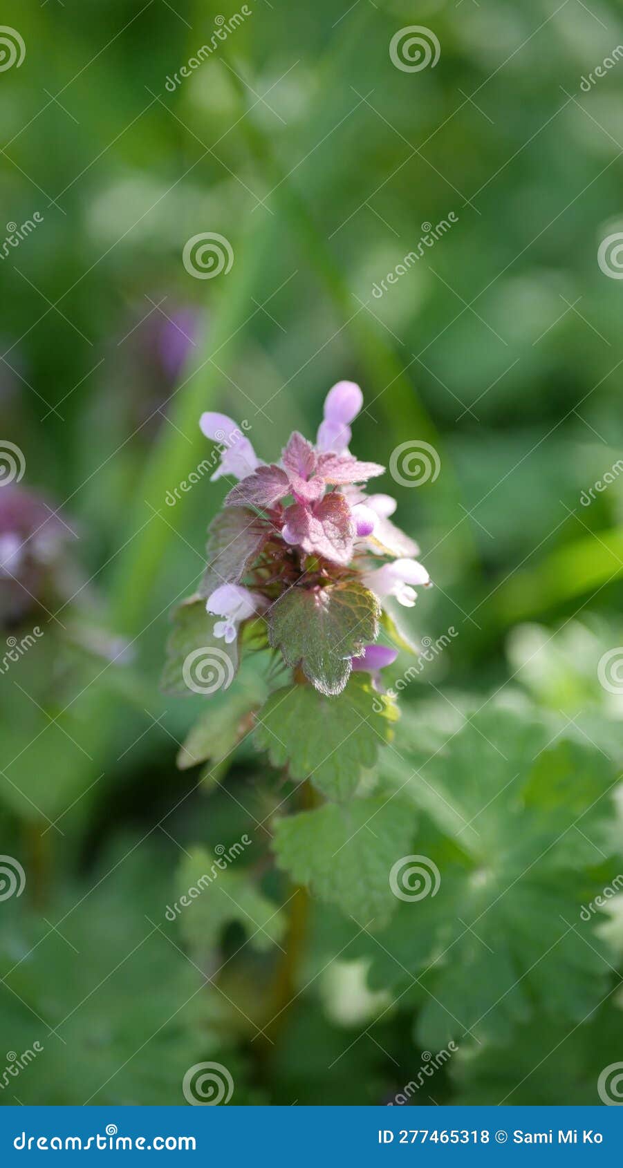Dead Nettle Close Up Taken in April Stock Photo Image of alternative