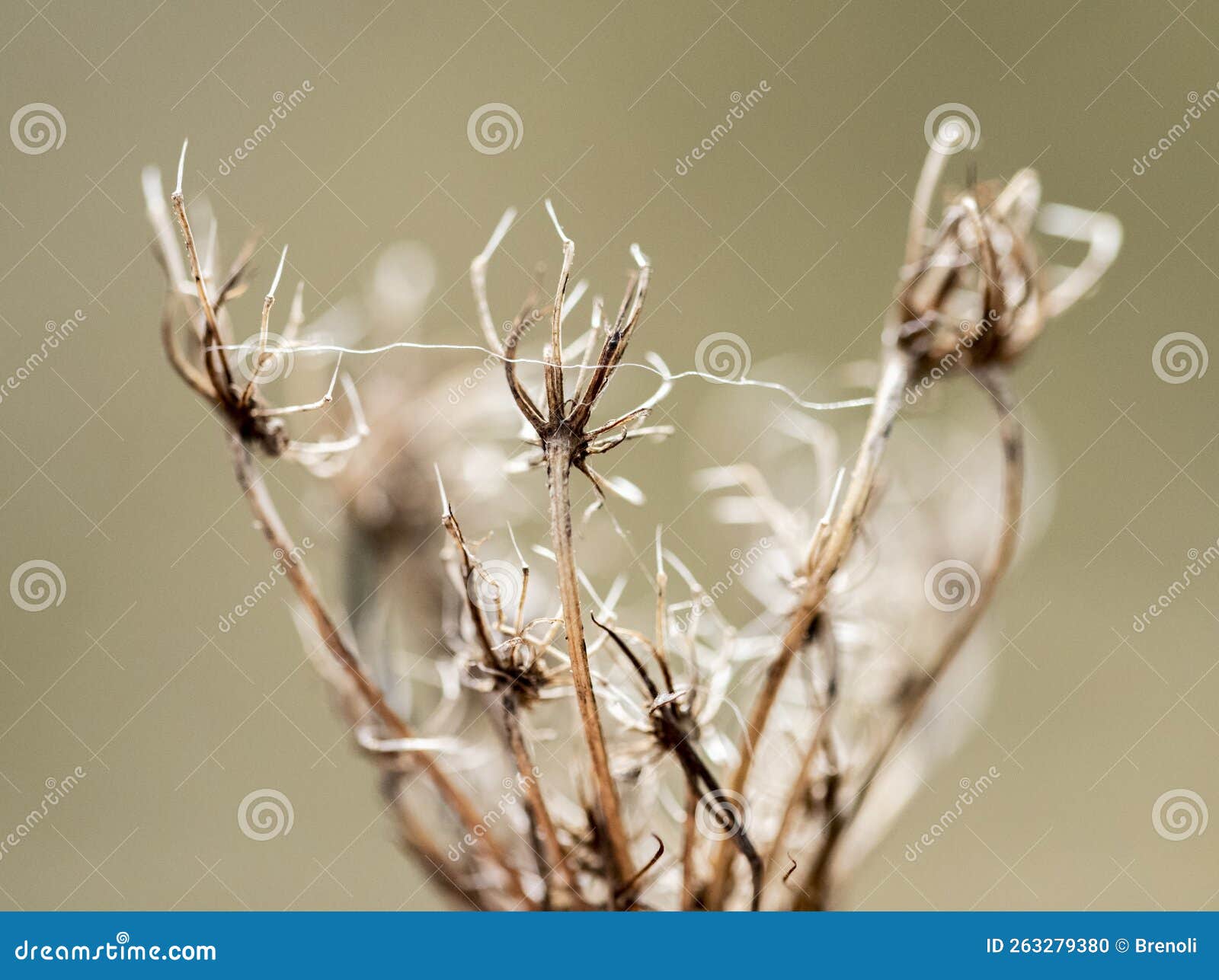 Close up of dead plants stock photo. Image of flora 263279380