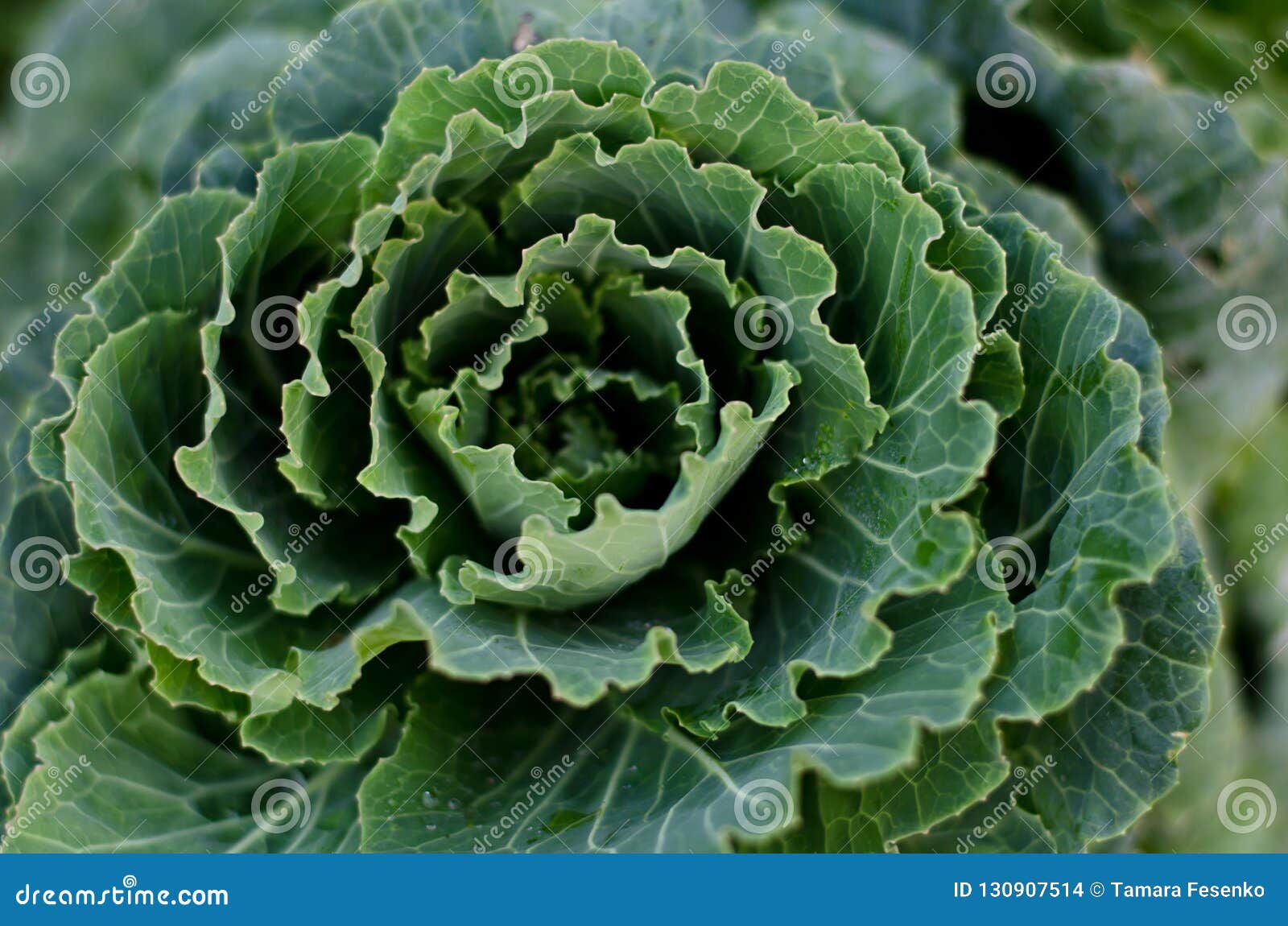 Close Up of Decorative Cabbage, Ornamental Cabbage Plants. Stock Photo