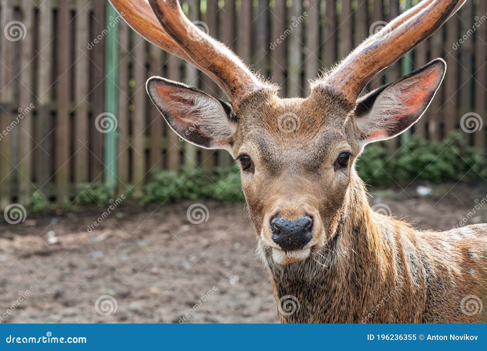 Close up of Deer`s Head with Antlers Stock Image Image of antlered
