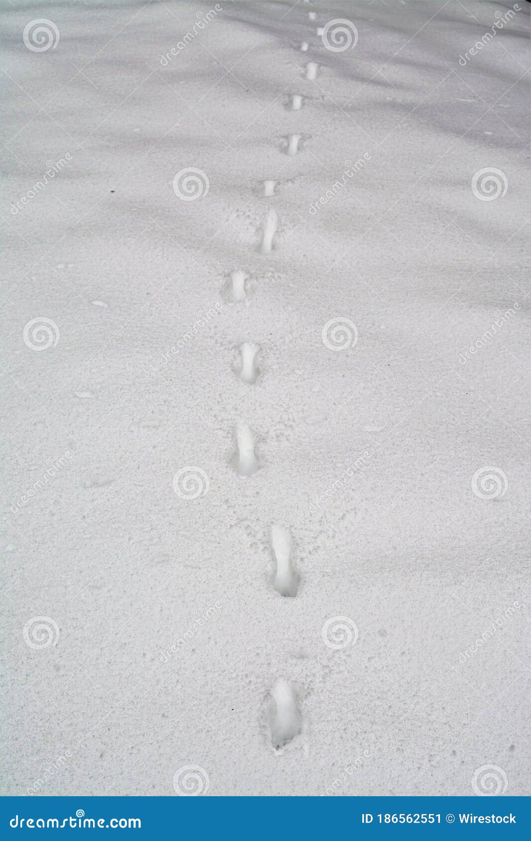 Close Up of the Deer Tracks in a Freshly Fallen Winter Snow Stock Image