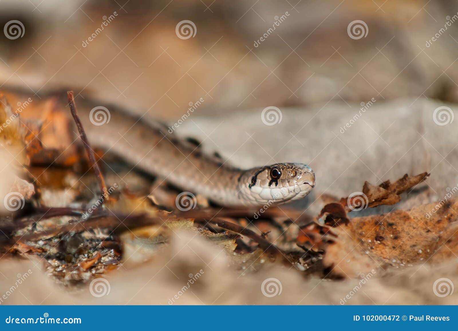 Dekay S Brownsnake - Storeria Dekayi Stock Photo - Image of