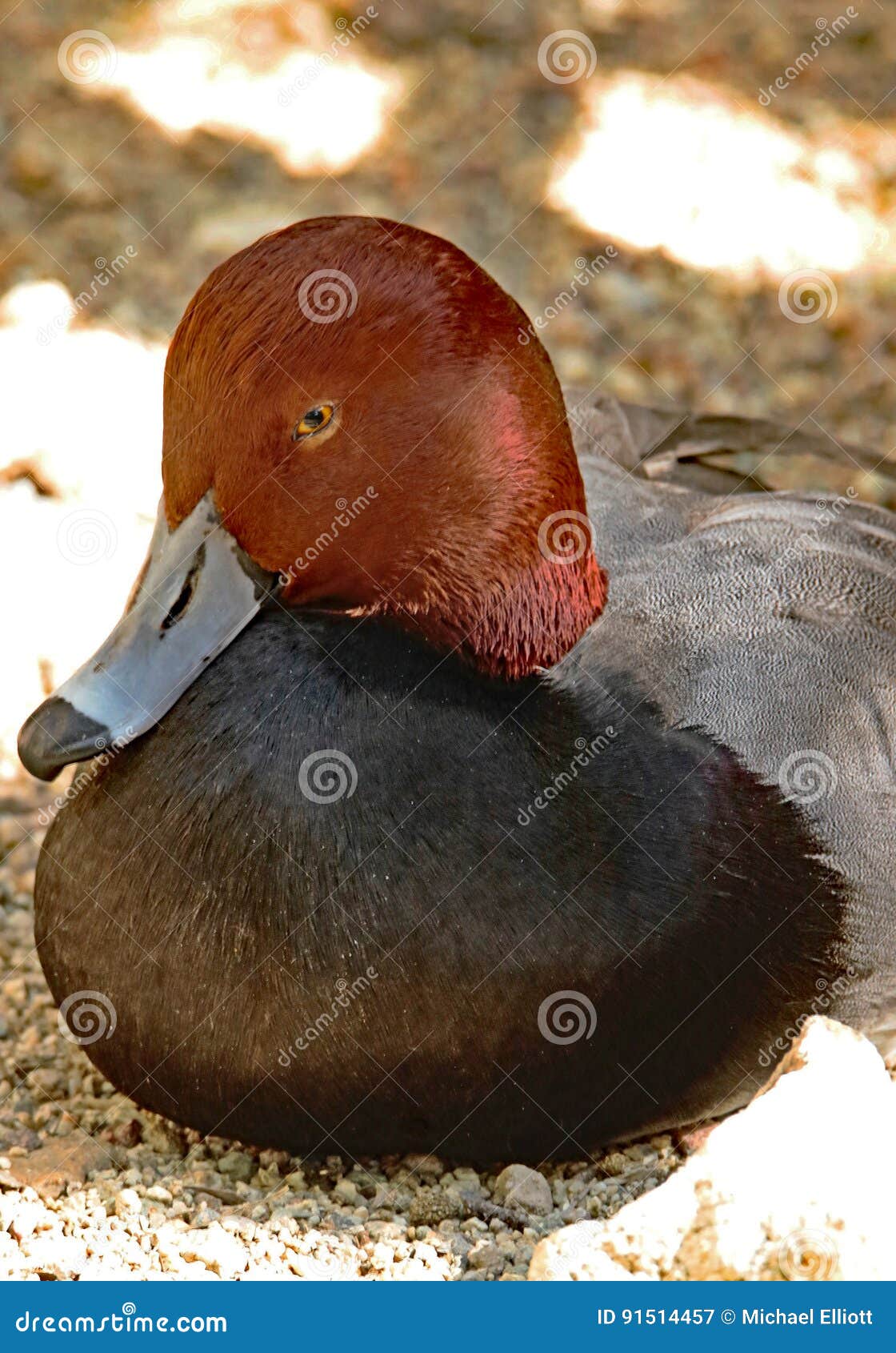 Redhead Duck Stock Image Image Of Aware Detail Duck 91514457