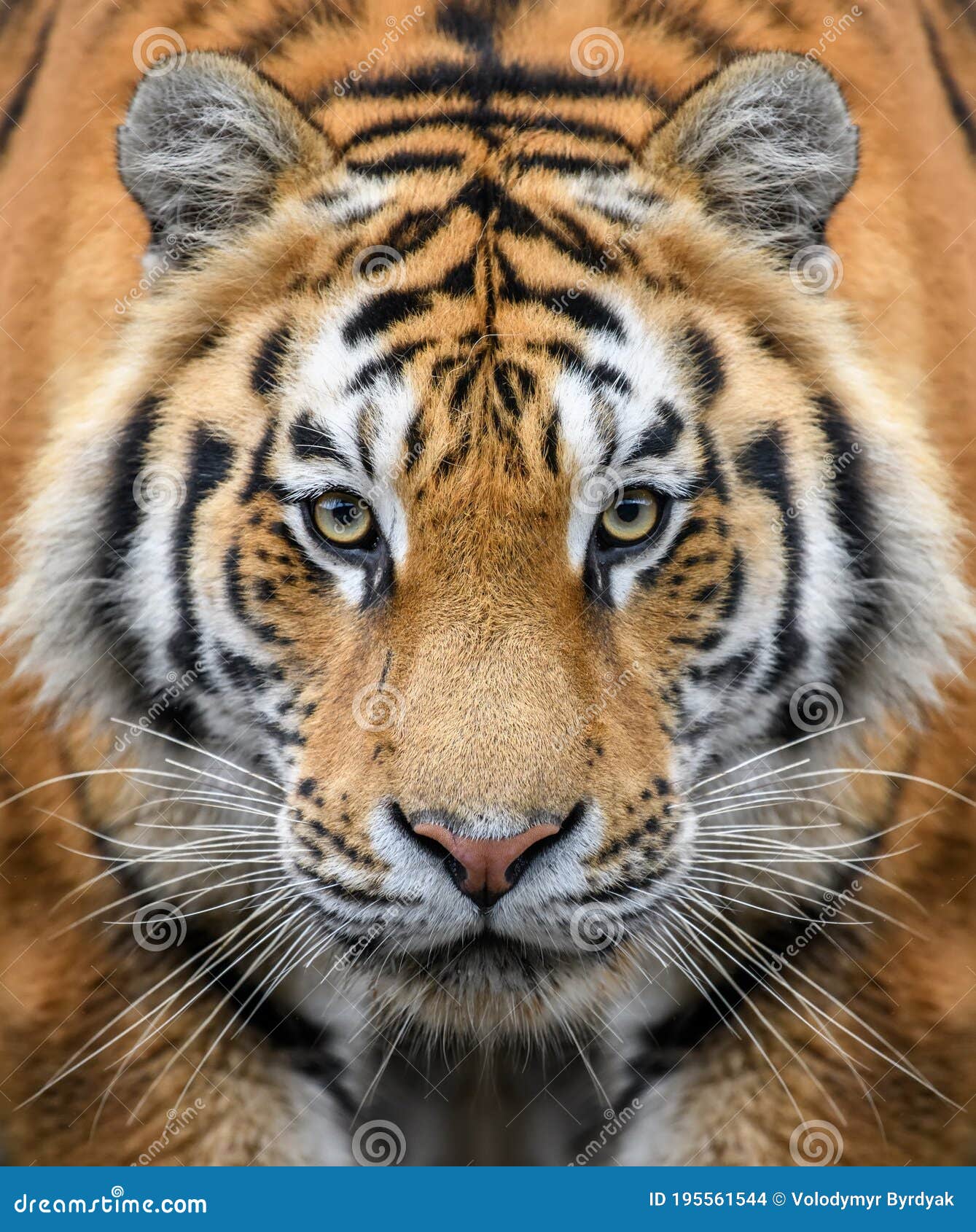 close-up detail portrait of big siberian or amur tiger