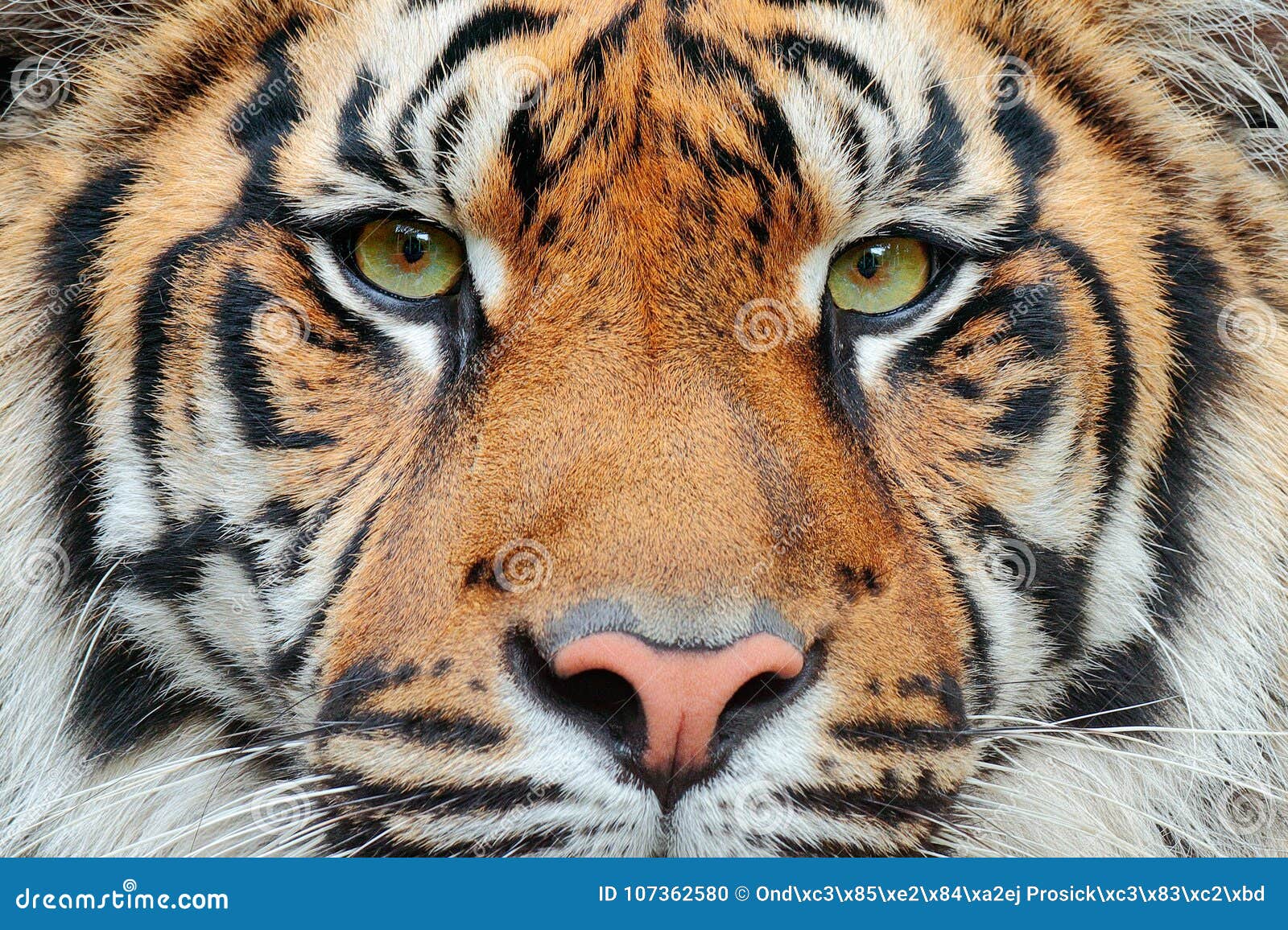 close-up detail portrait of tiger. sumatran tiger, panthera tigris sumatrae, rare tiger subspecies that inhabits the indonesian is