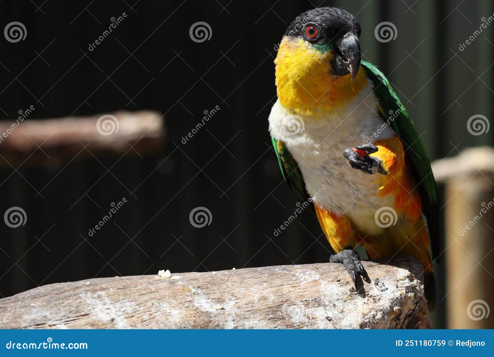 216 Caiques Stock Photos - Free & Royalty-Free Stock Photos from Dreamstime
