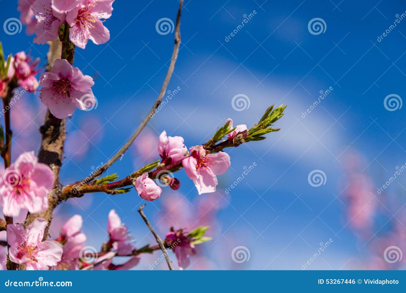 close-up details of blossoming peach trees treated with fungicides