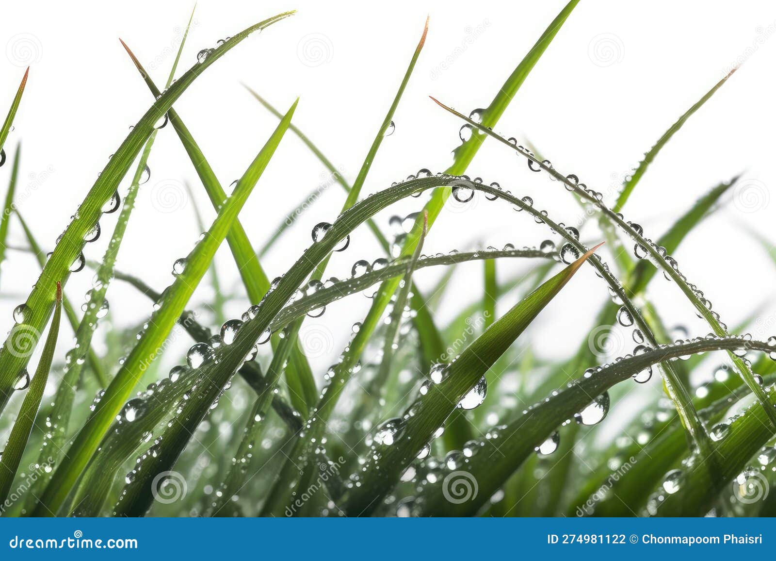 A Closeup of a Dew Drop on a Blade of Grass, with the Reflection of
