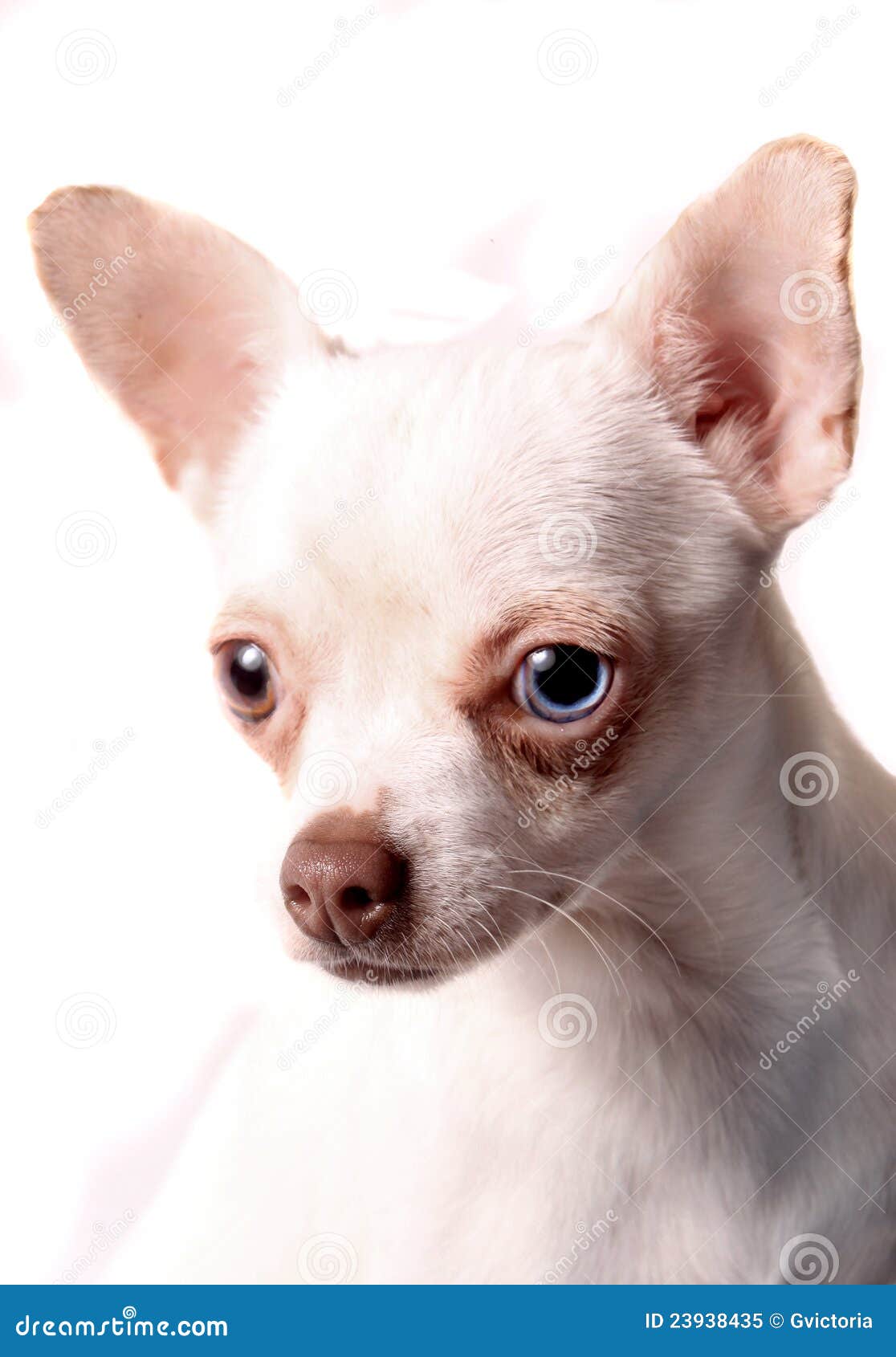 Close Up Of Different Colored Eye Chihuahua Stock Image Image 23938435