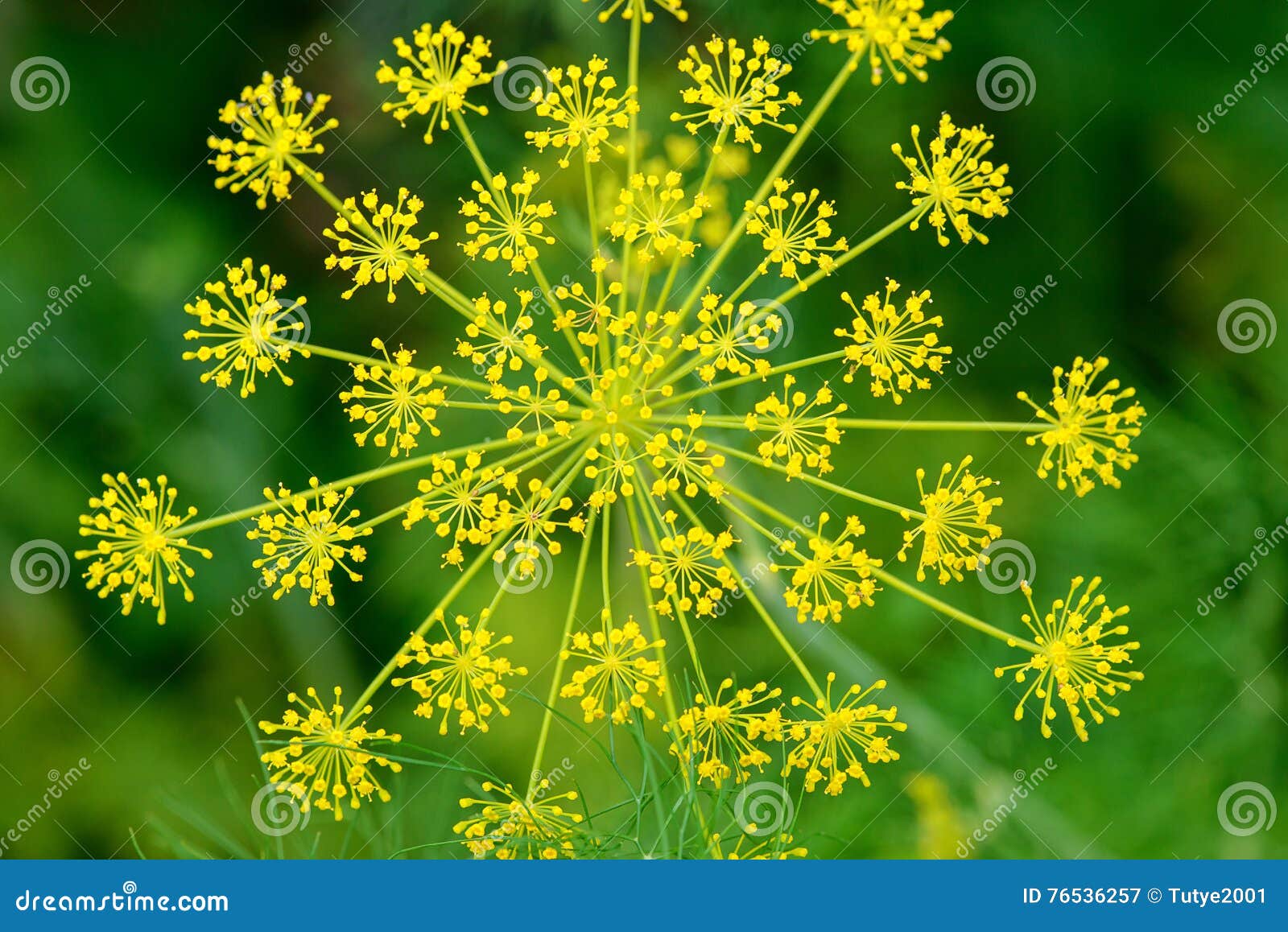 Close Up of Dill (Fennel) Flower Stock Image Image of head, selective