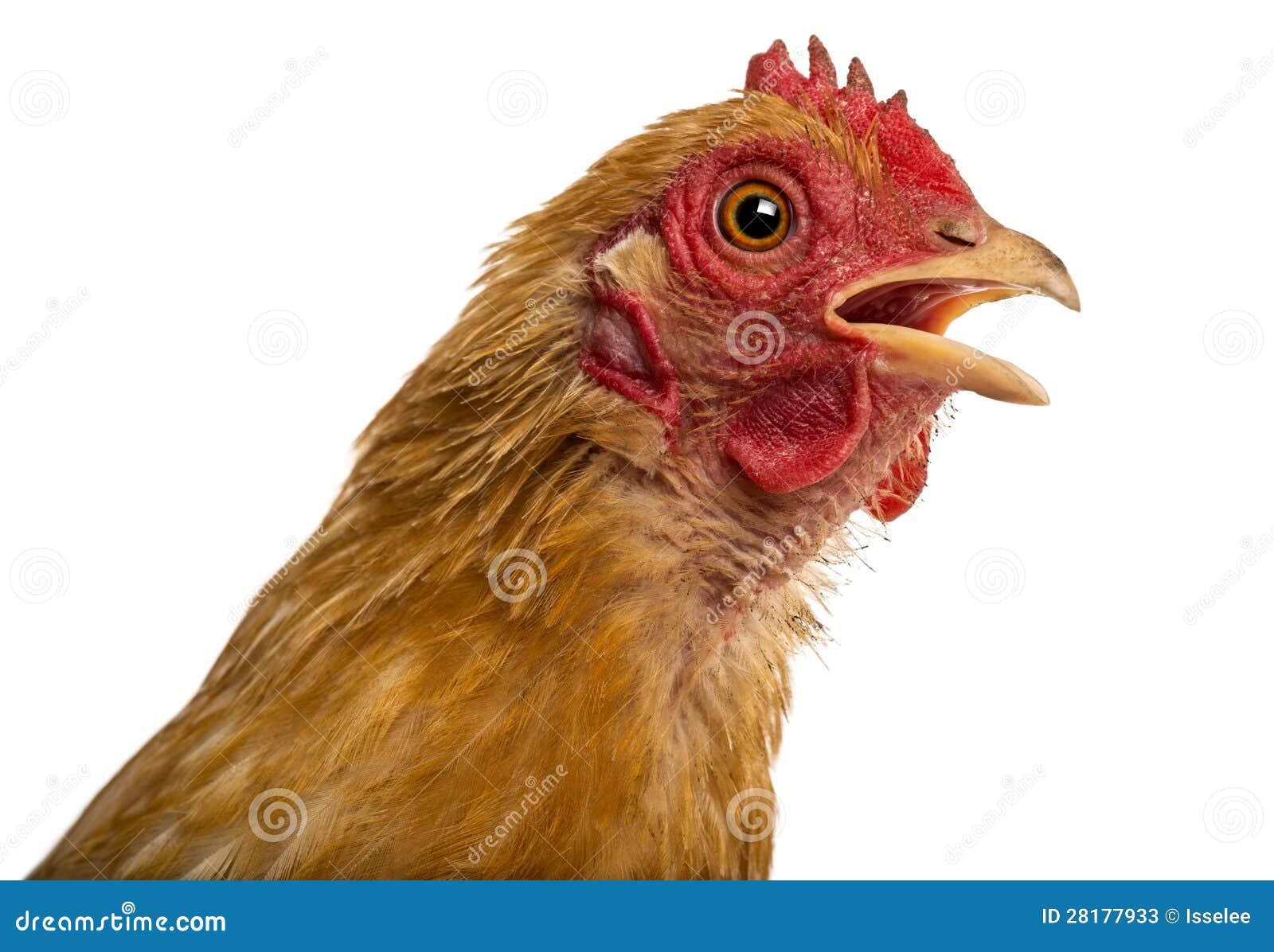 close up of a dirty crossbreed rooster, pekin