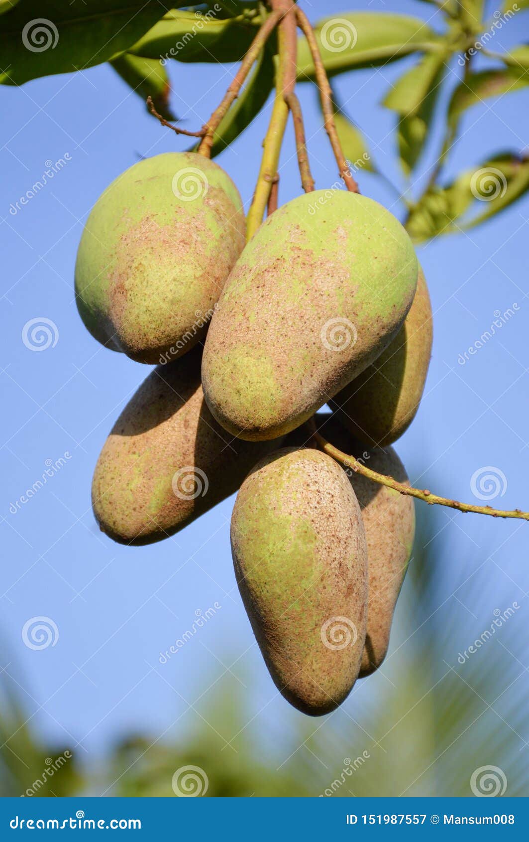 390 Dirty Mango Photos Free & RoyaltyFree Stock Photos from Dreamstime