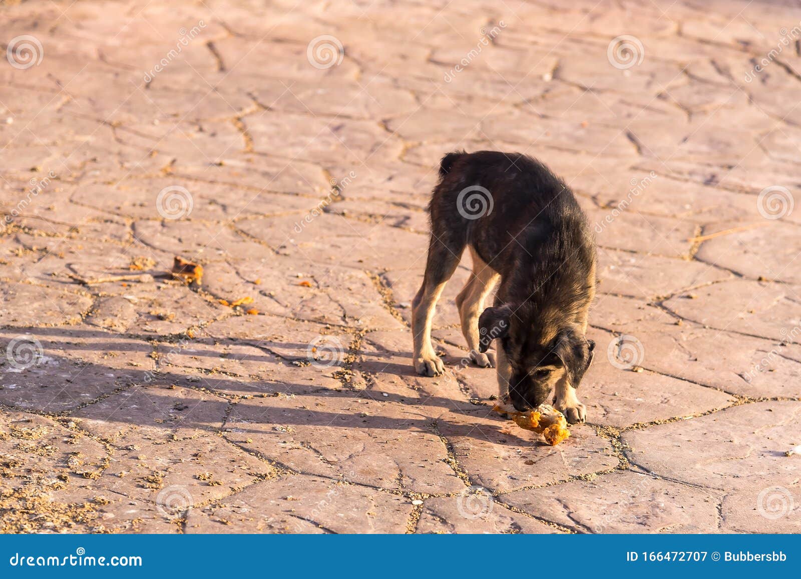 Close Up Dirty Stray Dog Eating The Bone On Ground Stock Image Image