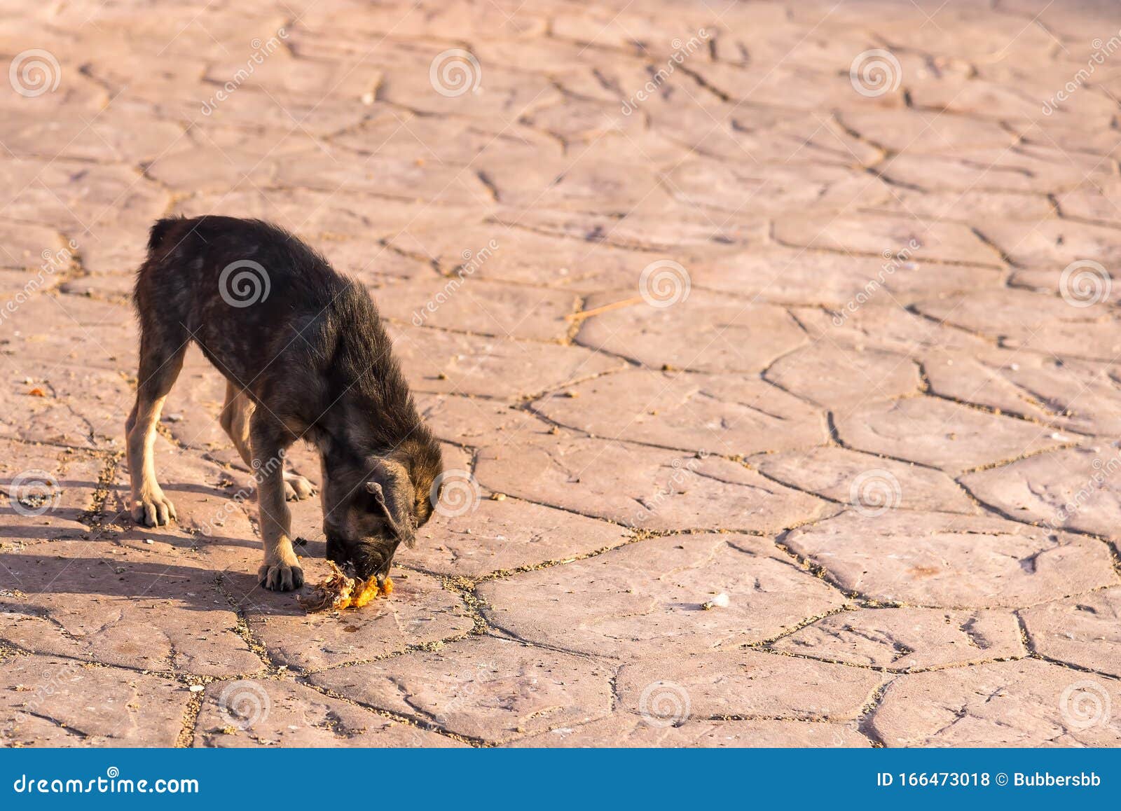 Close Up Dirty Stray Dog Eating the Bone on Ground Stock Photo Image