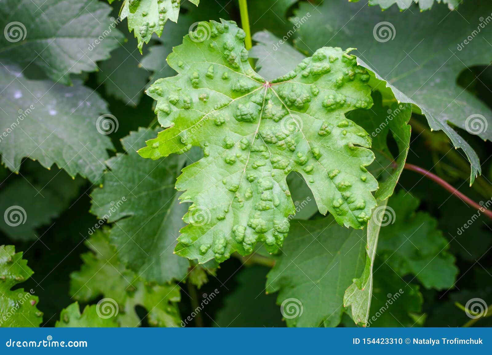 Disease Grape Vine Leaves