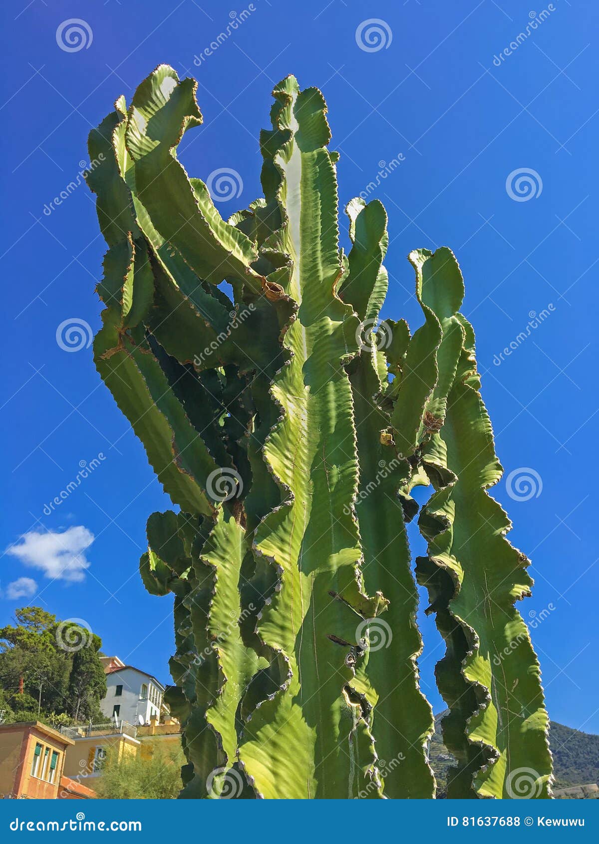 Close Up Do Cacto Alto Gigante Dos Cactos Com As Folhas Espinhosos Contra  Azul Foto de Stock - Imagem de espinho, ensolarado: 81637688