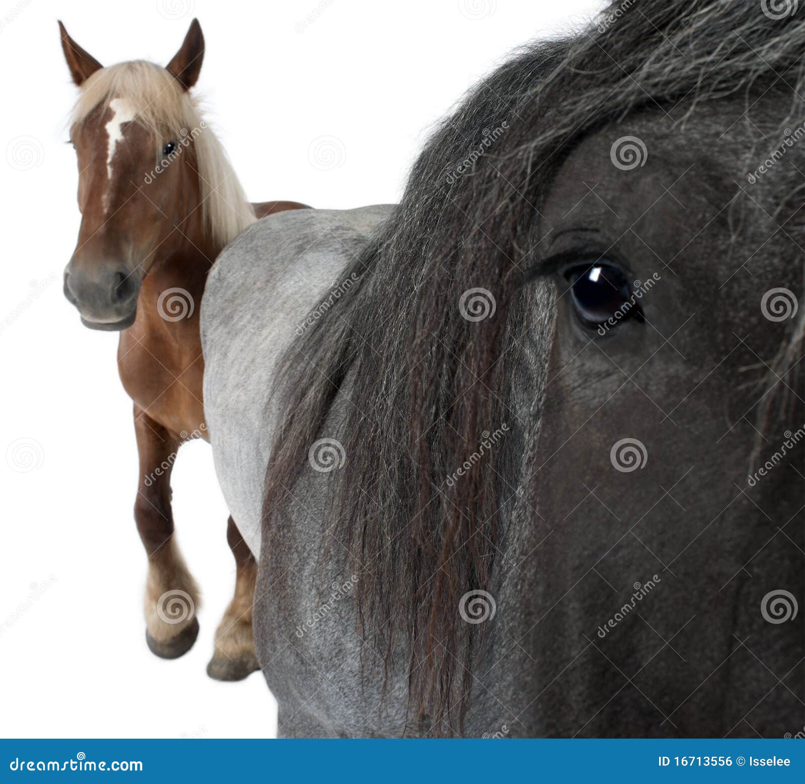 Close-up de cavalo belga, Close-up de cavalo pesado belga